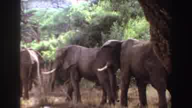 Angola (1969): A Group Of Elephants Falling In Line And A Giraffe In The African