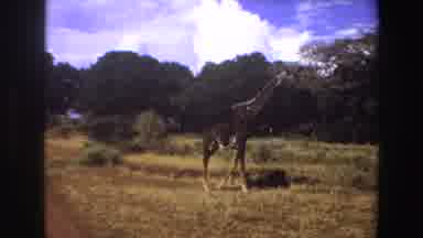 Angola (1969): Giraffe Walks On The Yellow Grass In A Forest Full Of Trees And