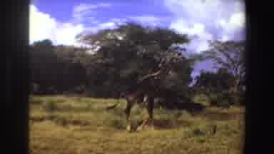 Angola (1969): Giraffe Walking From Afar On The Sunny Plains In Tall Grass Near