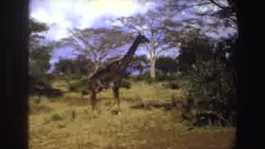 Angola (1969): Magnificent Giraffe In The Wild