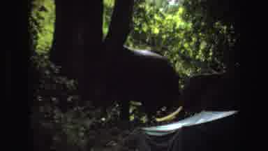 Angola (1969): A Herd Of Elephants Walking Through The Forest