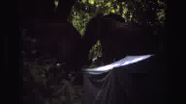 Angola (1969): Two Elephants Walking In The Greenery Out In The Wild