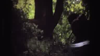 Angola (1969): Big Elephant Stomps Through Dark And Dense Green Jungle Caught On