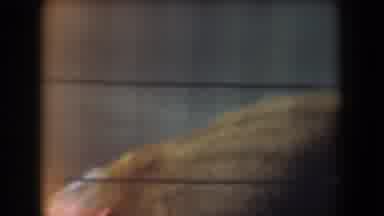 California-1961: Young Monkey Pacing in Cage on 8mm Film