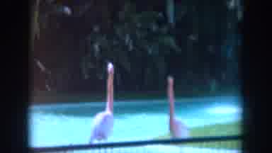 California-1961: Going To The Zoo Seeing Some Animals Like Flamingo And Raccoon