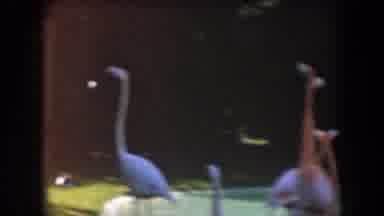 California (1961): The Flamingos Look Around While They Hang Out In The Zoo
