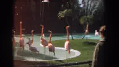 California (1961): A Flock Of Beautiful Swans Are Standing Around A Small Pond
