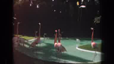 California (1961): Pink Flamingo On Old Super Film In A Park