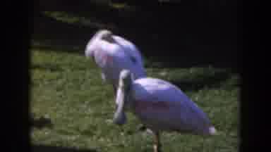 California (1961): A Glimpse Of Beautiful Pink Birds Followed By Footage Of A Ship