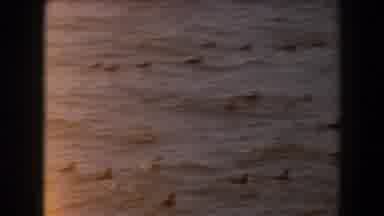 California (1961): Birds Grouping Together Swimming In Ocean Closely With Large