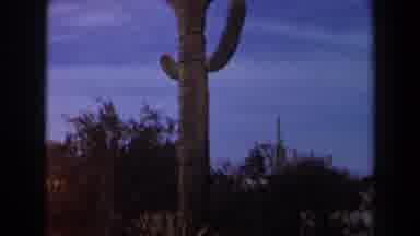 Texas (1958): Tall Cactus Bright Blue Sky In Background Plants And Shrubs Nearby