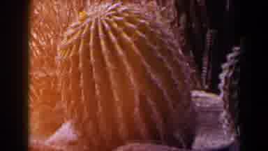 Texas (1958): Light Reflecting Off Of Various Cacti And Trees On A Clear Day