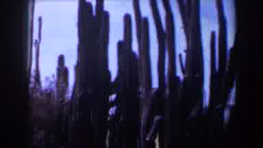 Texas (1958): Multiple Cacti On A Desert Landscape While Other Plants Are In The