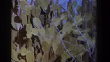 Texas (1958): A Desert With Several Green Cacti Amid Precariousness