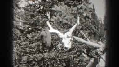 California (1938): Man Hunting Animals In The Forest
