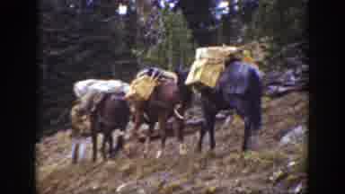 California (1938): Working Men Pausing While Walking Loaded Horses Steep Hill In