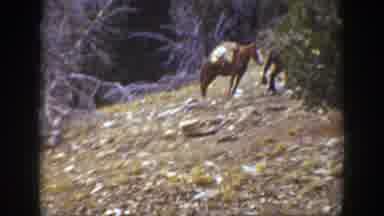 California (1938): People And Their Horses Standing In The Woods On A Sunny Day