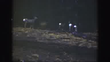 California (1938): Deer Puppies Running In The Middle Of The Forest After Winter