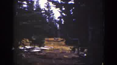 California (1938): Different Animals In The Quiet Forest During The Day