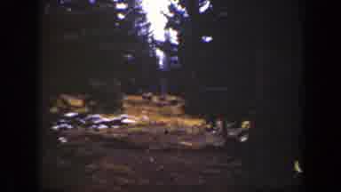 California (1938): Green Big Trees And Healthy Top Surface In The Forest