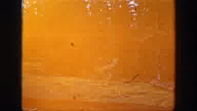 California (1938): Wildlife Caught On Hunting Camera