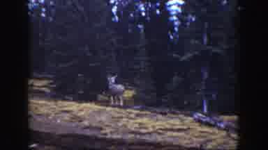 California (1938): Horse Standing On Grass In The Forest