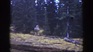 California (1938): Some Deer Are Walking Up Out Of The Woods In The Daylight