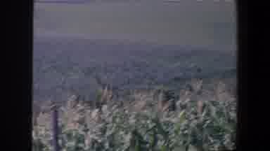 Iowa (1959): Cornfield With Wind Blowing A Man Looking At The Landscape And Facing