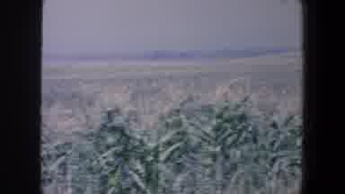 Iowa (1959): A Cornfield On The Farm