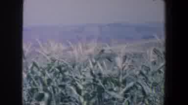 Iowa (1959): Iowa Slow Camera Pan Over Corn Field Hills In The Distance With