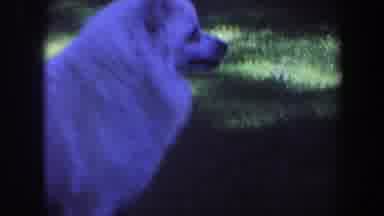 Iowa (1959): View Of White Dog And Person Wearing White Shirt Standing Behind