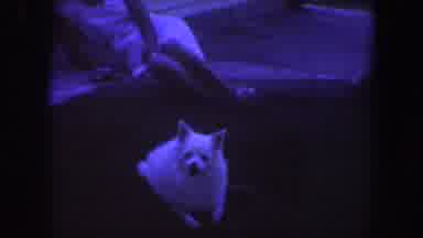 Iowa (1959): White Dog Playing Outside Of White House In The Summer