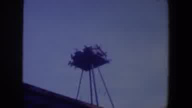 Iowa (1959): Birds Stays On A Wood Structure Flying All Around