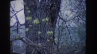 Novi Michigan (1961): Bird On Tree Joying The Wind Wildlife And Nature Winter Can