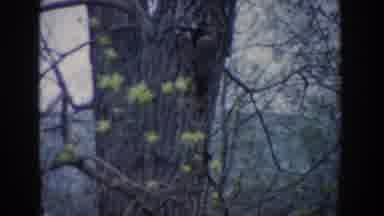 Novi Michigan-1961: Young Boy in Red Jacket Near Tree in Wooded Area