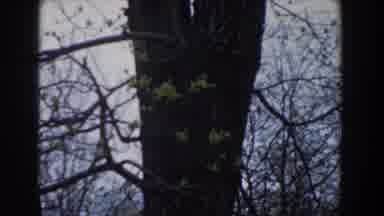 Novi Michigan (1961): Vintage Color Home Movie Of A Tree In Spring With Large Knot
