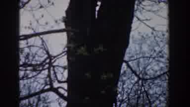 Novi Michigan (1961): Beautiful Tree With Few Leaves In The Forest
