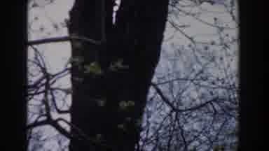 Novi Michigan (1961): Tree With Many Branches