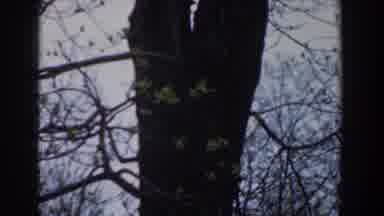 Novi Michigan (1961): Large Winter Tree Surrounded By Small And Tangled Branches
