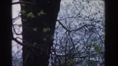 Novi Michigan (1961): Shaky Footage Of A Tree In A Forest