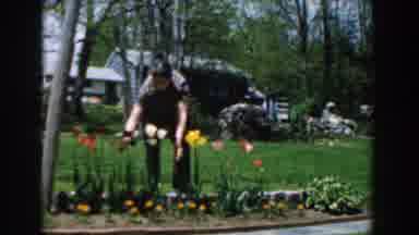 Novi Michigan (1961): Man Working In The Garden Taking Care Of The Flowers