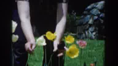 Novi Michigan (1961): Maybe A Woman Showing Her Tulips Yellow White And Orange