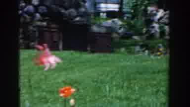 Novi Michigan (1961): View Of Red Blooming Flowers And Green Grass On A Clear Day
