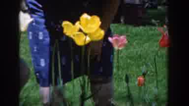 Novi Michigan (1961): See The Beautiful Red And Pink And Yellow Flowers In The