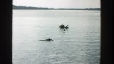 Wisconsin (1957): Tree Palms Inside A Large Lonely Lake Surrounded By Mountains
