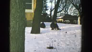 Wisconsin (1957): Man With Sled Along With His Dog Prepares For A Walk