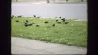 Washington DC (1945): Crowded Pigeons Gathered In The Grass On The Street And Cars