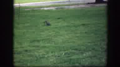 Washington DC (1945): Squirrel Roaming The Park Near A Tree In The Open Grass