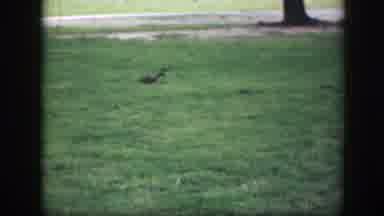 Washington DC (1945): Girl Wearing Red Coat Chases After Squirrel On A Clear Day