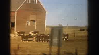 Aspen Colorado (1961): Barn Group Cows Beside Fence Around Followed Large Natural